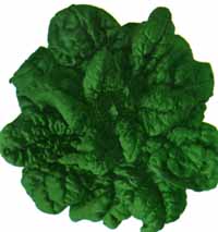 Spinach